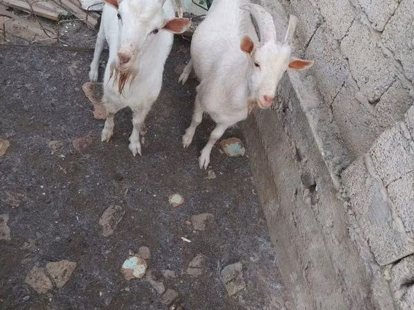 Billy Goat, Goats — Uzbekistan