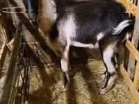 Billy Goat, Goats — photo 2