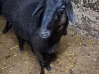 Kambing jantan, Sheep — foto 4