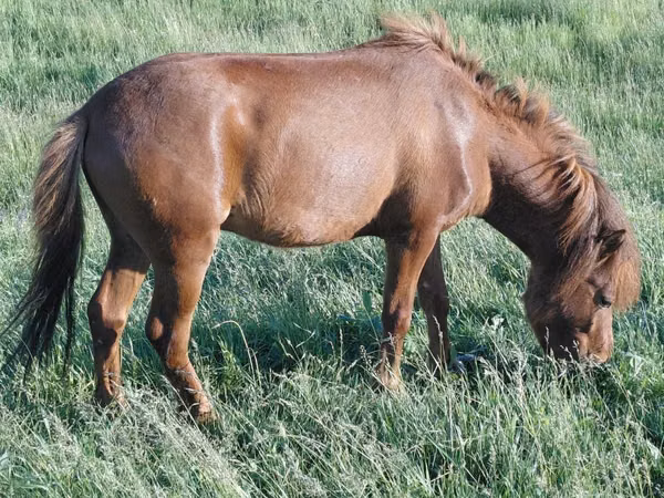Horse (M), Horses — Moldova