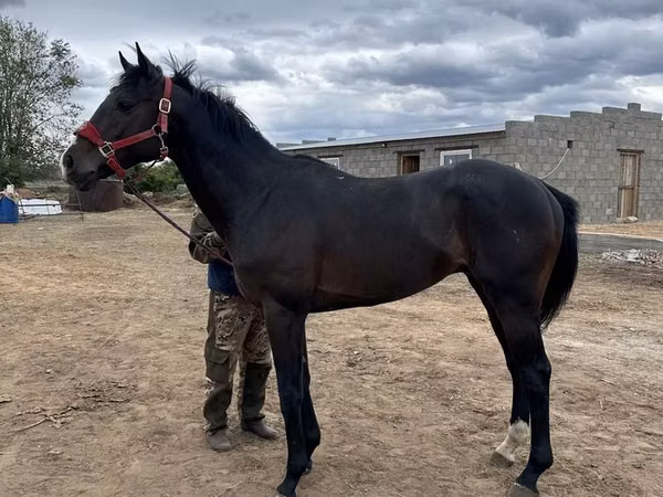 Horse (M), Horses — Kazakhstan