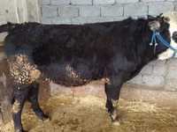 Toro, Mucca kazaka a testa bianca — foto 1