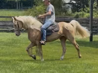 Horse (M), Rocky Mountain Horse — photo 3