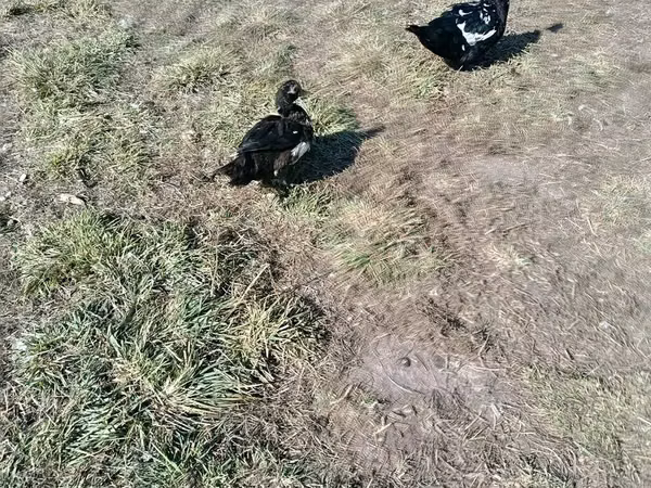 Ducks — Qırğızıstan