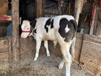 Bull, Russian Black pied cattle — photo 2