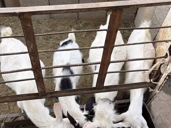 Goat, Goats — Kazakhstan