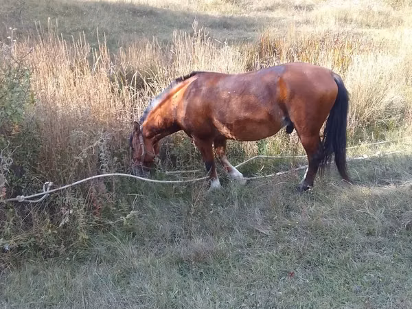 Hengst, Karabakh horse