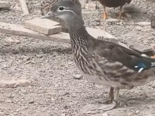 Ducks — Hungary