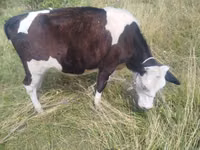 Cow, Cattle — photo 1