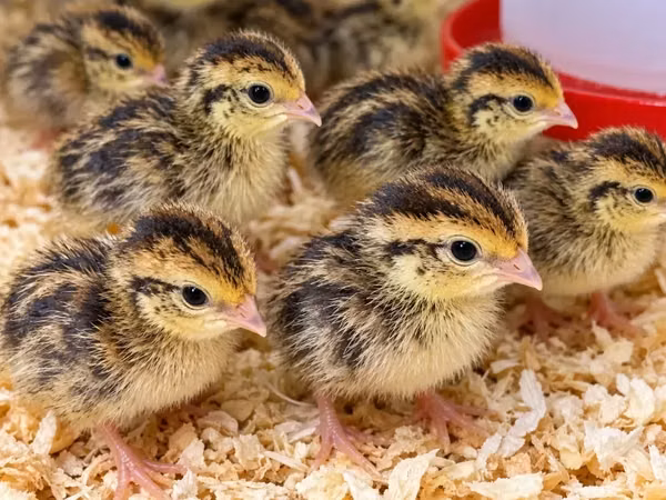 Quails — Armenia