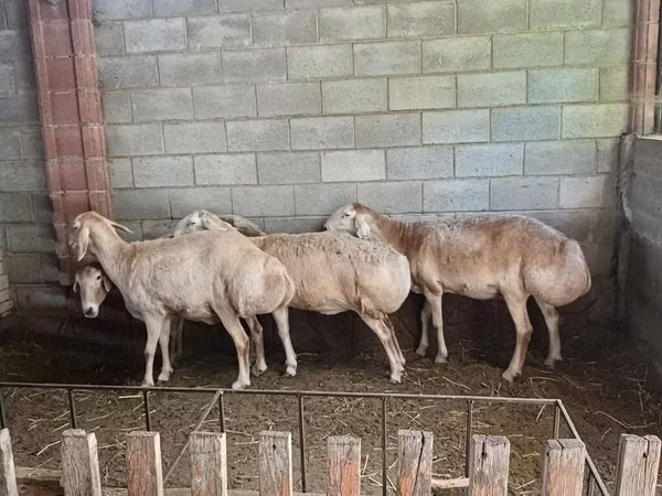 Pecora, Afghan Arabi sheep — Kirghizistan