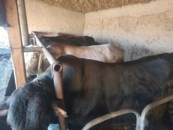 公牛, Cattle — 乌兹别克斯坦