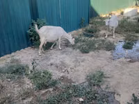 ወንድ ፍየል, Goats — ፎቶ 5