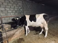 Vache, Race Holstein — photo 4