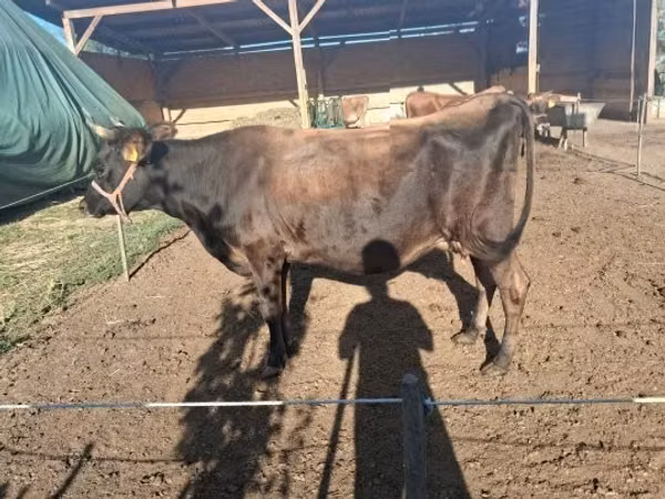 Cow, Jersey breed — Hungary