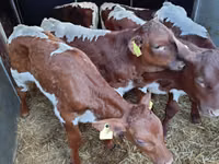 Bull, Simmental cattle — photo 2