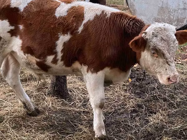 सांड, Simmental cattle — मॉल्डोवा