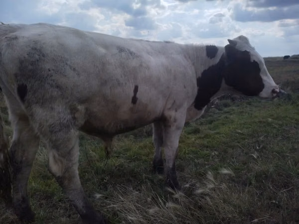 Bull, Hereford — Kazakhstan