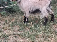 Cabra, Cabras — foto 2