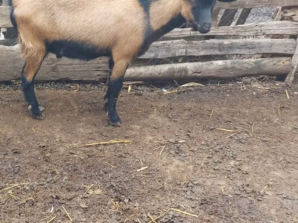 Billy Goat, Goats — Moldova
