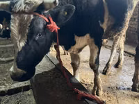 公牛, Russian Black pied cattle — 照片 3