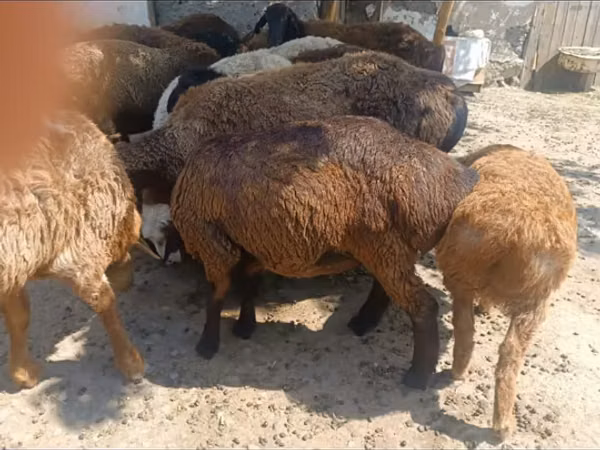Ram, Sheep — Kazakhstan