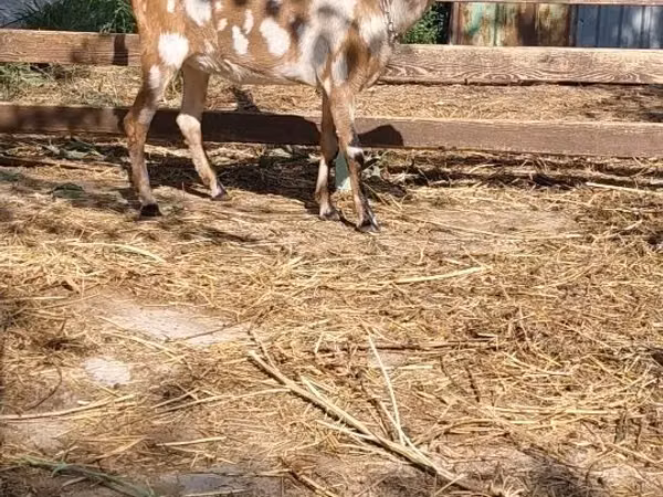 Ged, Nubian Goat — Kasakhstan