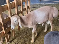 Ram, Edilbay sheep — photo 4