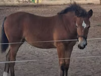 Mare, Haflinger — photo 2
