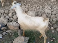 公山羊, Goats — 照片 8