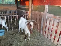 Billy Goat, Boer goat — photo 1