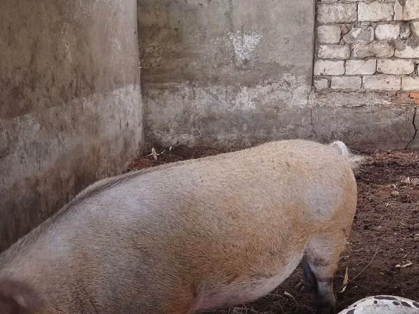 Boar, Pigs
