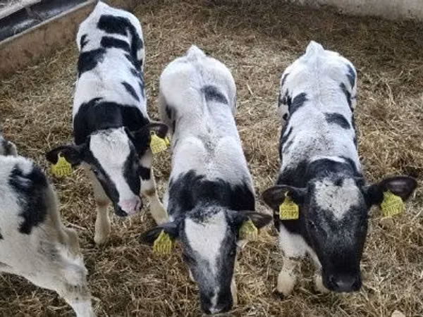 Cattle (batch, sex not specified), Simmental cattle