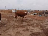 Cow, Latvian Blue cattle — photo 1