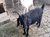 Echki, Alpine goat — 2-rasm