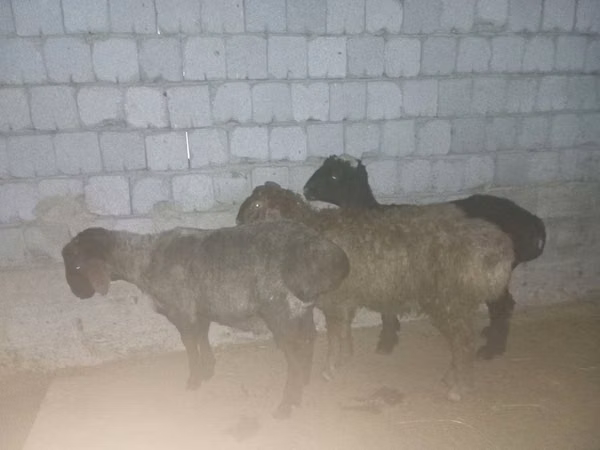 Ram, Sheep — Kazakhstan