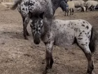 اسب نر, اسب — عکس 1