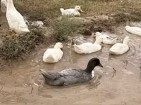 Ducks — sawirka 3