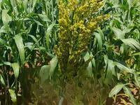 Fodder Mabrouk Sudan Grass — फ़ोटो 5
