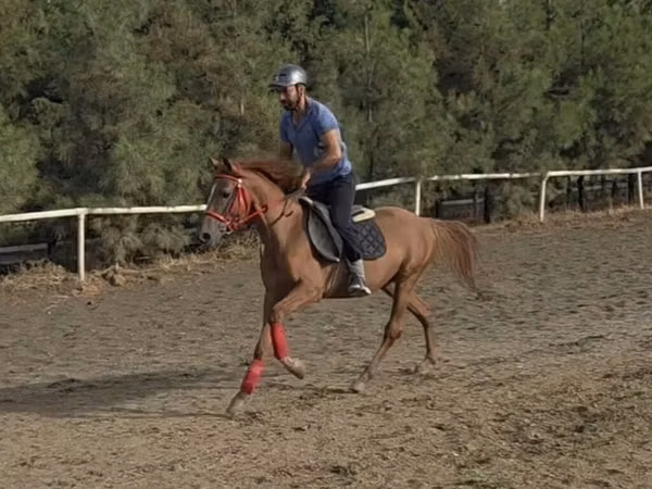 Horse (M), Karabakh horse — Azerbaijan