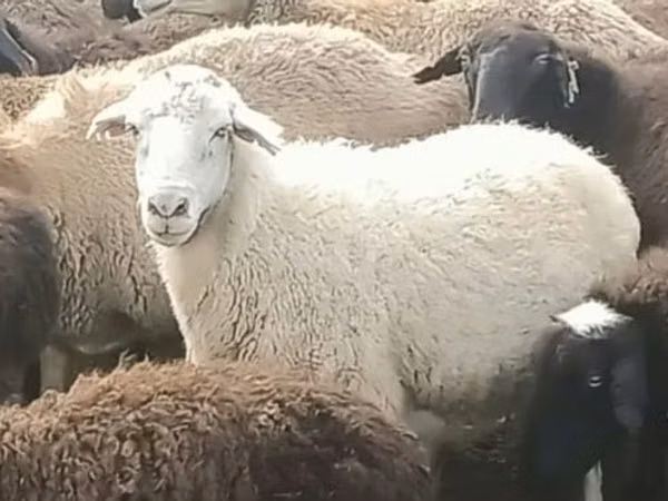 Ram, Sheep — Kazakhstan