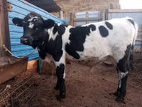 Toro, Russian Black pied cattle — foto 1