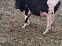 Bulle, Russian Black pied cattle — Foto 5