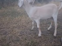 بز نر, بز — عکس 2
