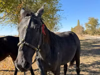ሴት ፈረስ, Horse breed — ፎቶ 2