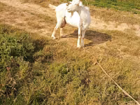 Capra, Capre — foto 3