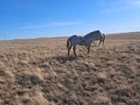 Mare, Kazakh horse — photo 2