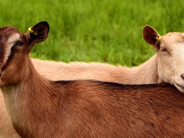 Goat, Goats — Moldova