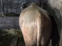 公牛, Simmental cattle — 照片 3