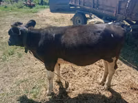 गाय, मवेशी — फ़ोटो 2